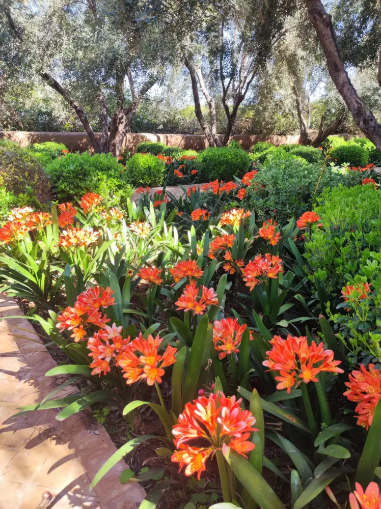 Des fleurs orangées sous les oliviers
